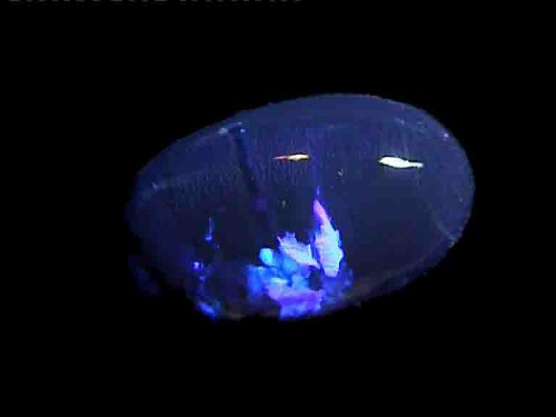 Blauer ovaler Schwarzer Opal aus Lightning Ridge