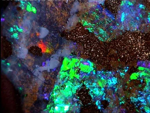 Grünblauer Boulder-Opal aus Queensland in Freiform